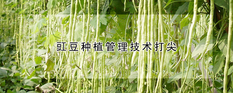 豇豆种植管理技术打尖