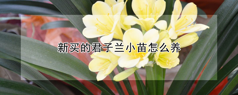 新买的君子兰小苗怎么养