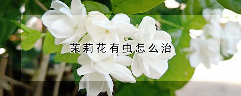 茉莉花有虫怎么治