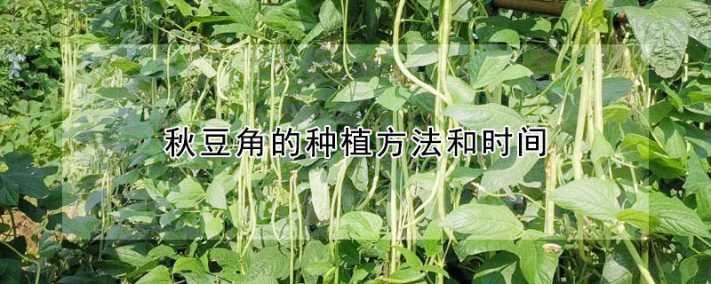 秋豆角的种植方法和时间