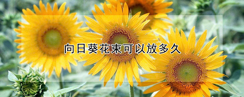 向日葵花束可以放多久