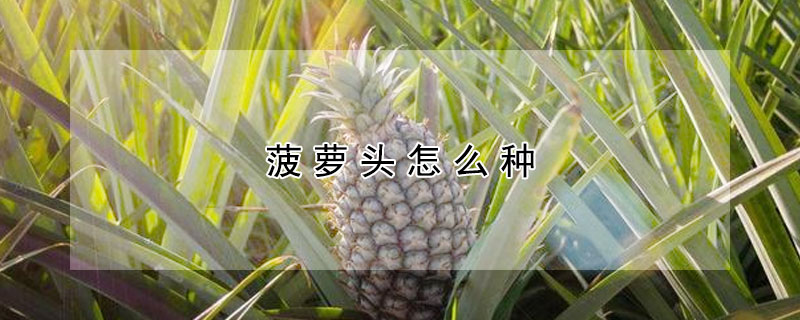 菠萝头怎么种