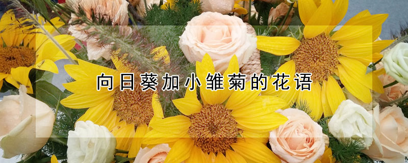 向日葵加小雏菊的花语