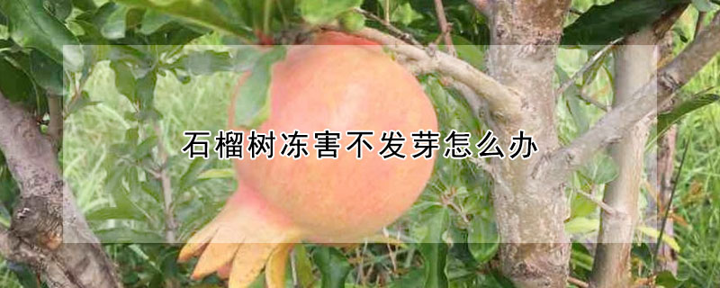 石榴树冻害不发芽怎么办