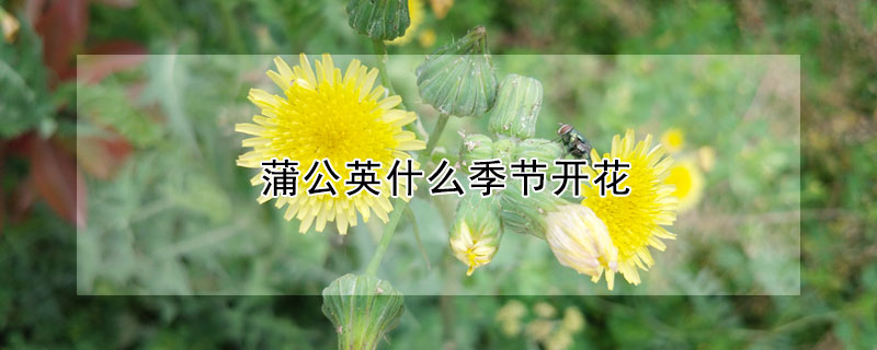 蒲公英什么季节开花