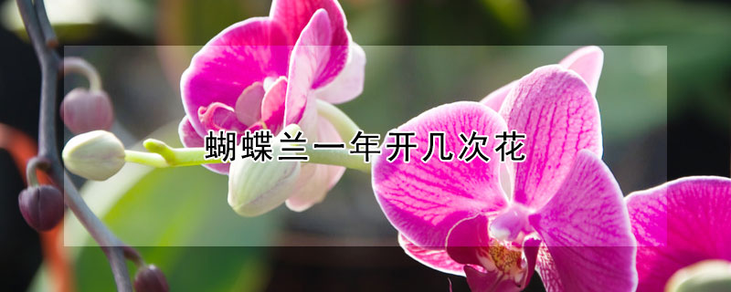 蝴蝶兰一年开几次花