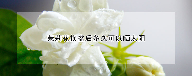 茉莉花换盆后多久可以晒太阳