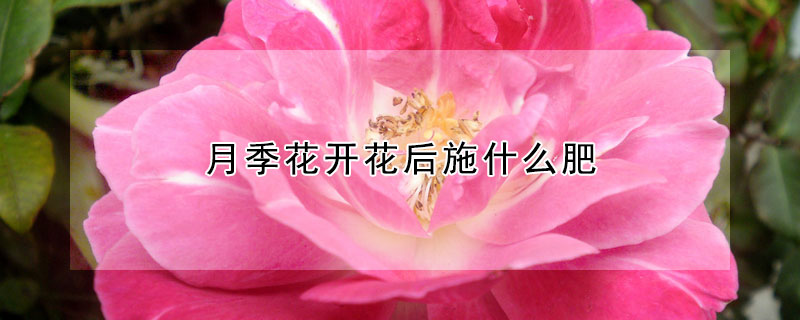 月季花开花后施什么肥