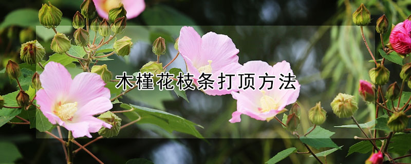 木槿花枝条打顶方法