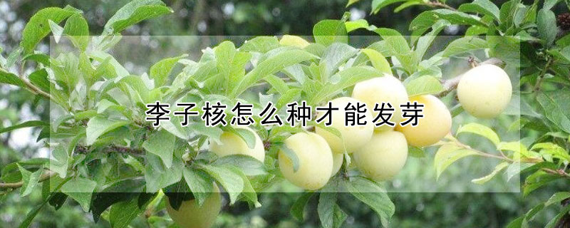 李子核怎么种才能发芽