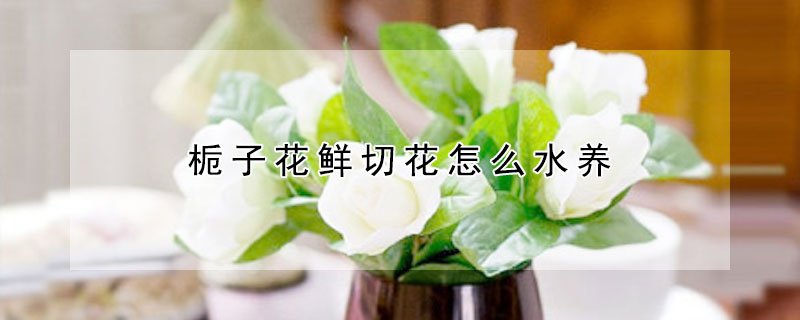 栀子花鲜切花怎么水养