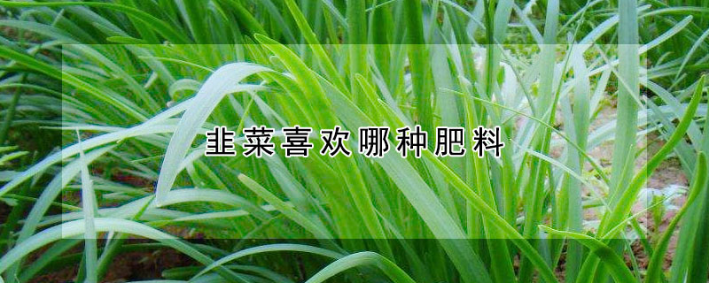 韭菜喜欢哪种肥料