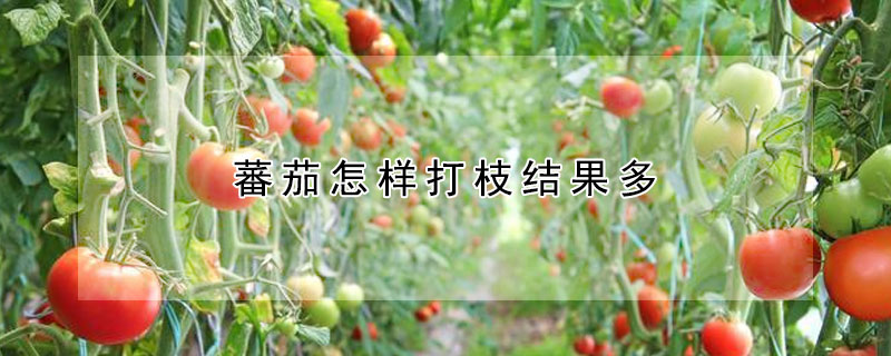 蕃茄怎样打枝结果多 —【发财农业网】