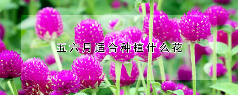 五六月适合种植什么花