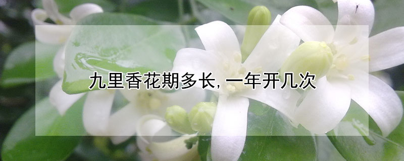 九里香花期多长,一年开几次