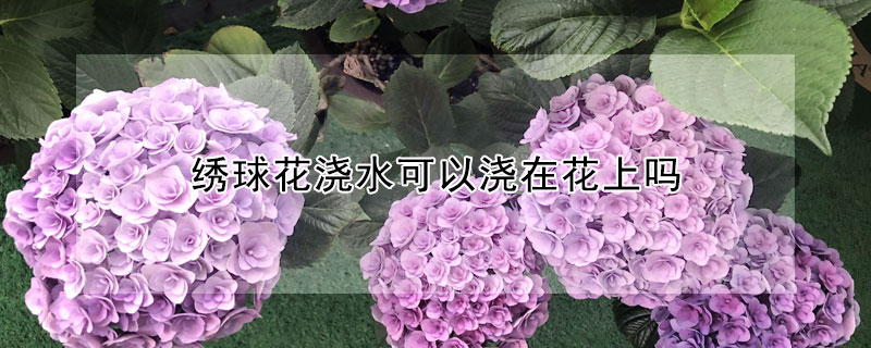 绣球花浇水可以浇在花上吗