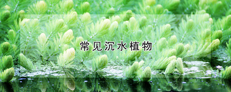 常见沉水植物