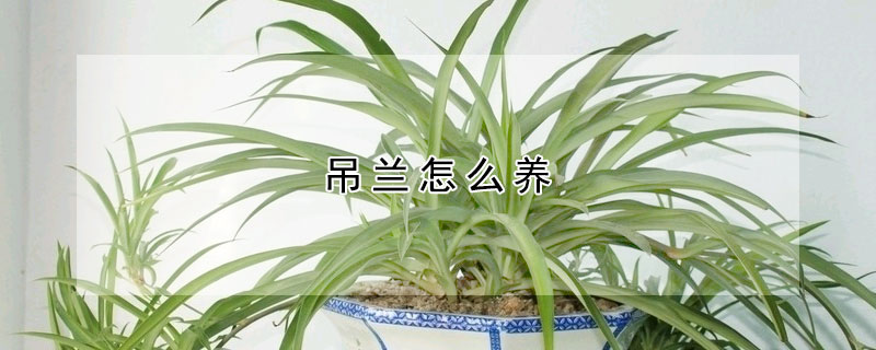 吊兰怎么养