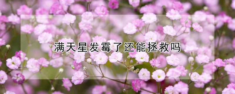 满天星发霉了还能拯救吗