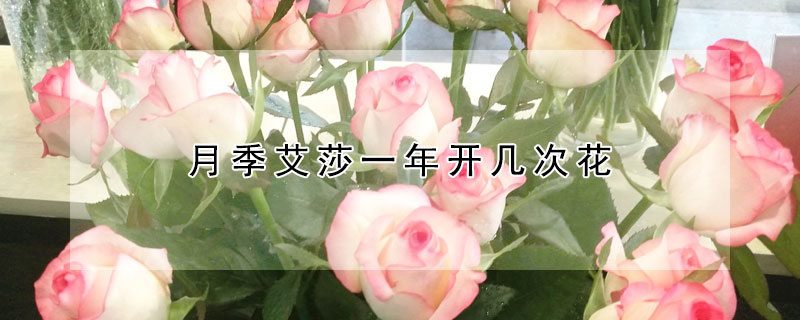 月季艾莎一年开几次花