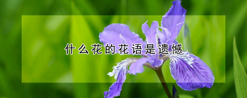 什么花的花语是遗憾