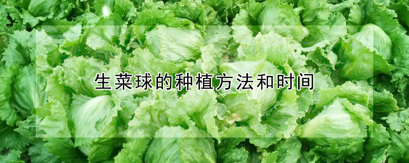 生菜球的种植方法和时间