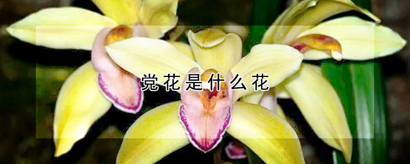 党花是什么花