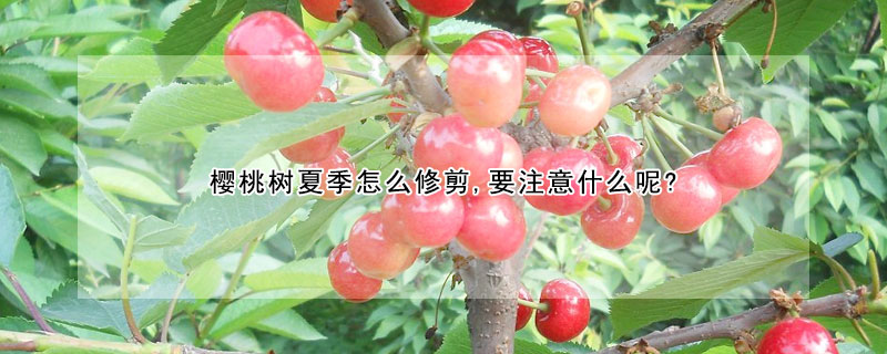 樱桃树夏季怎么修剪,要注意什么呢?