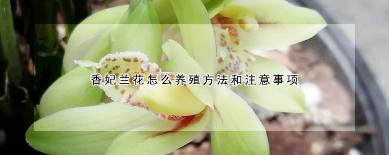 香妃兰花怎么养殖方法和注意事项