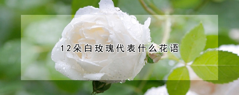 12朵白玫瑰代表什么花语