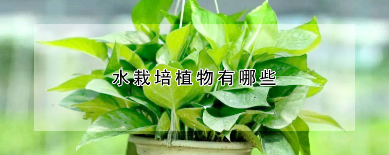 水栽培植物有哪些 发财农业网