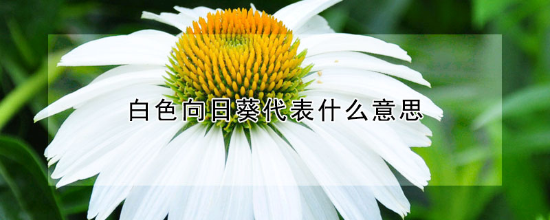 白色向日葵代表什么意思