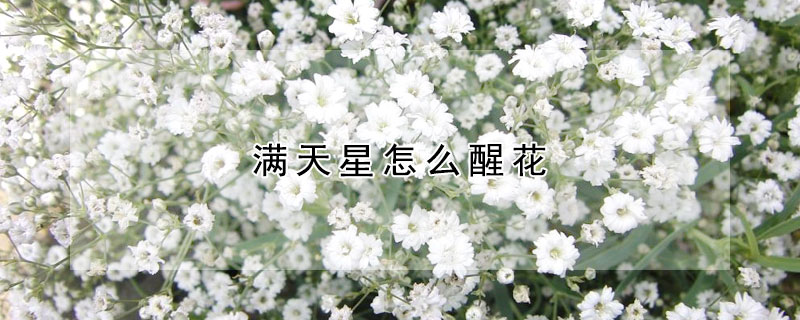 满天星怎么醒花