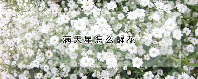 满天星怎么醒花