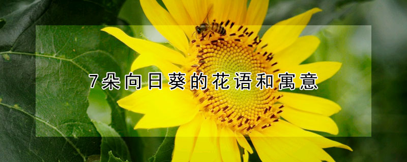 7朵向日葵的花语和寓意