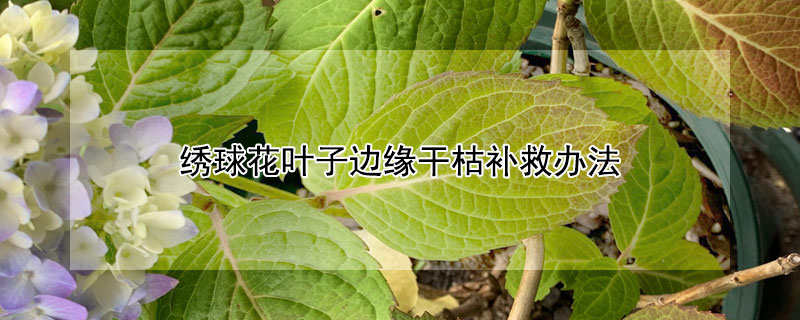 绣球花叶子边缘干枯补救办法