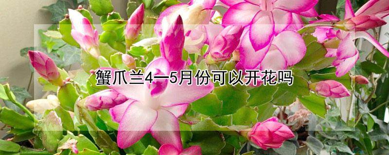 蟹爪兰4一5月份可以开花吗