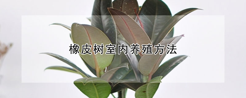 橡皮树室内养殖方法