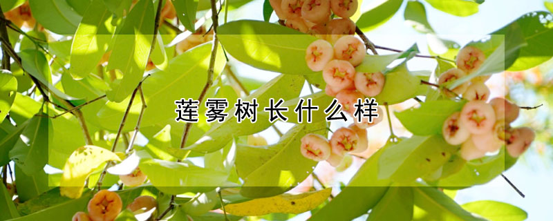 莲雾树长什么样