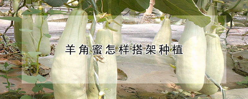 羊角蜜怎样搭架种植