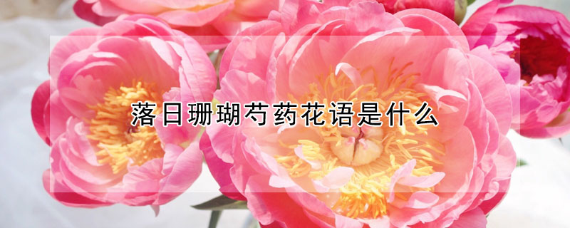 落日珊瑚芍药花语是什么