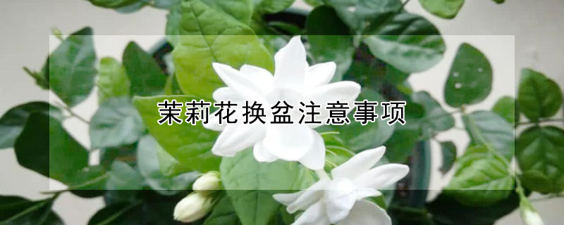 茉莉花换盆注意事项