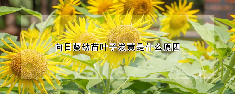 向日葵幼苗叶子发黄是什么原因