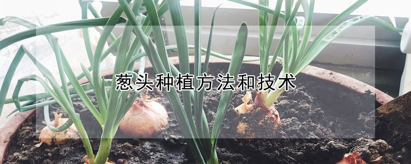 葱头种植方法和技术