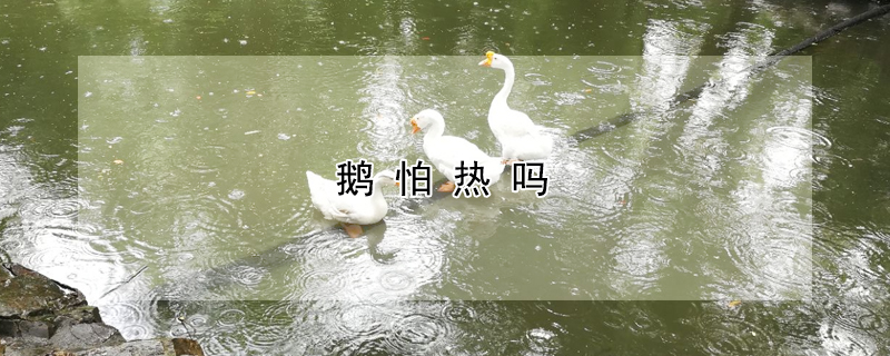 鹅怕热吗