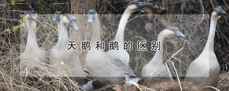 天鹅和鹅的区别