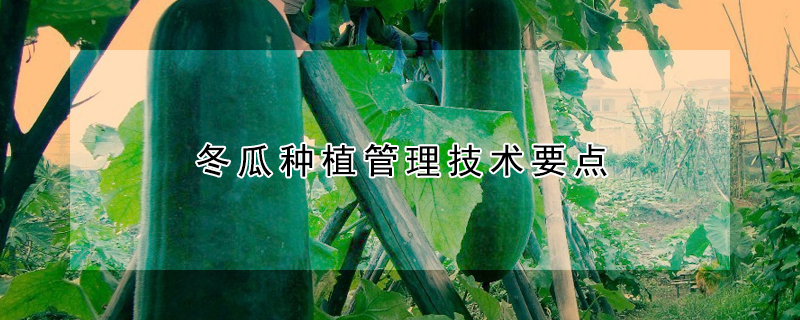 冬瓜种植管理技术要点