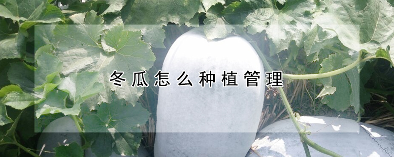 冬瓜怎么种植管理