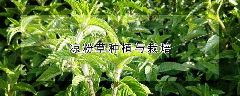 凉粉草种植与栽培