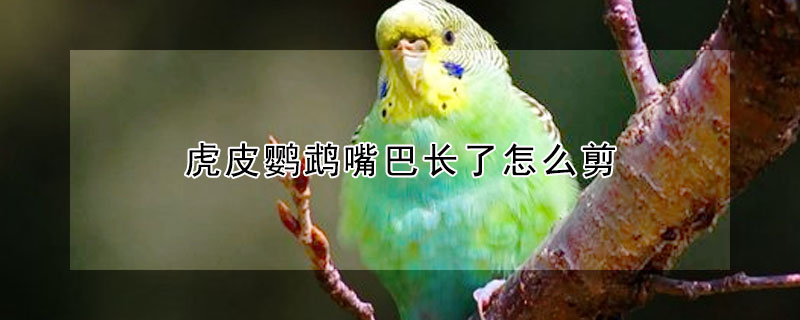虎皮鹦鹉嘴巴长了怎么剪